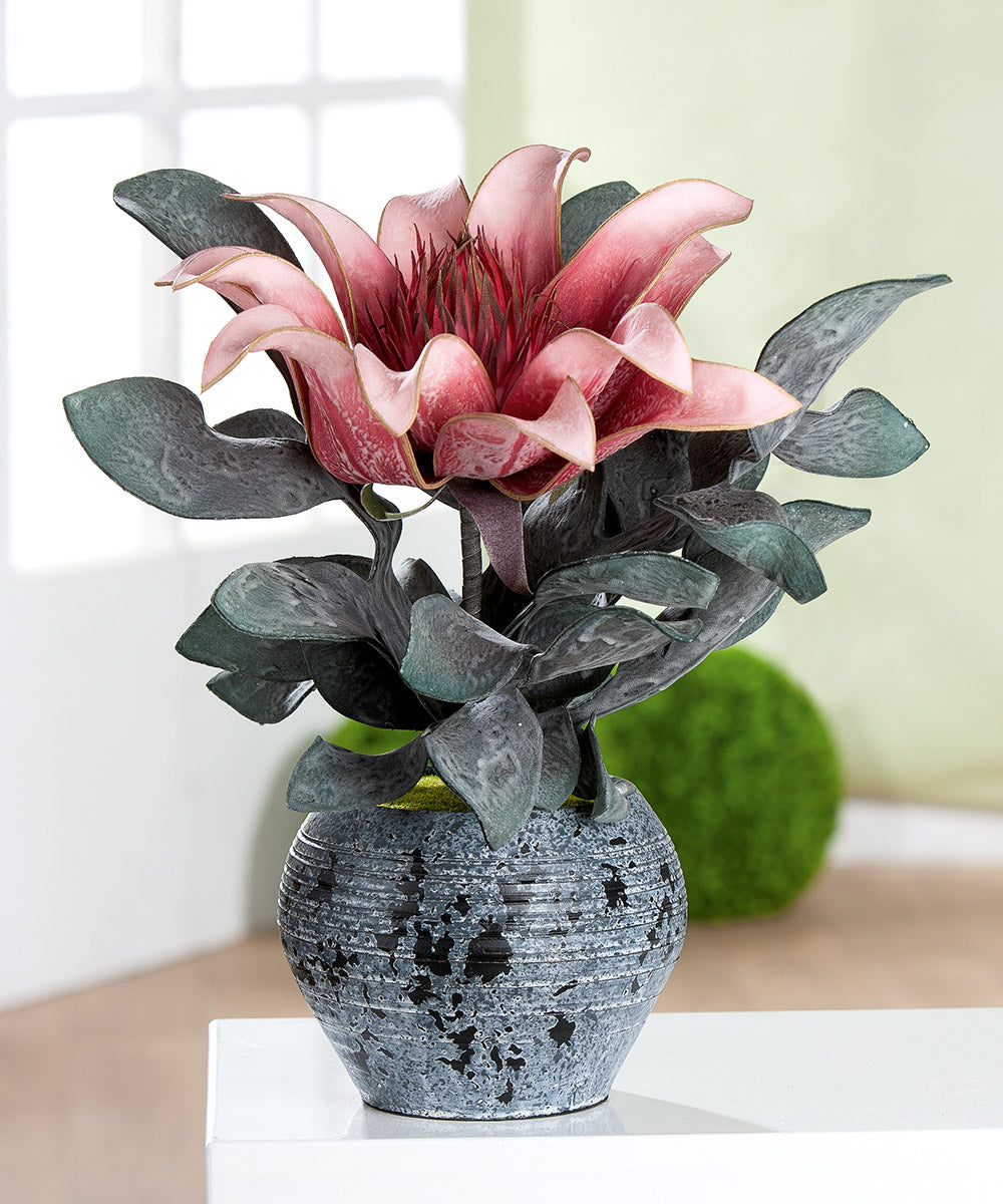 Gilder - Getopfte Pflanze „Protea“